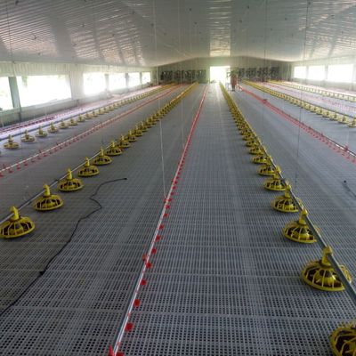 पोल्ट्री फार्मिंग में इष्टतम प्रदर्शन के लिए प्लास्टिक पोल्ट्री पालन