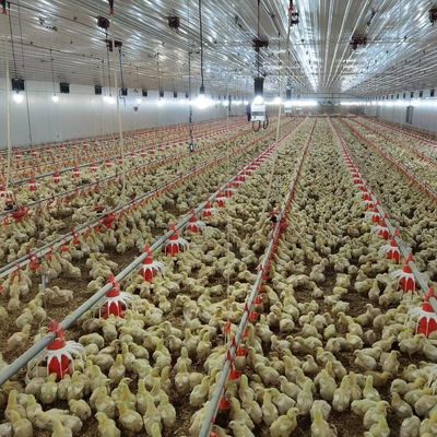 सस्ता निर्माण इस्पात संरचना भवन पोल्ट्री फार्म चिकन हाउस