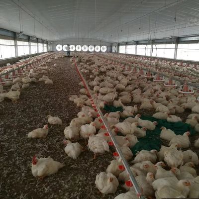 सस्ता निर्माण इस्पात संरचना भवन पोल्ट्री फार्म चिकन हाउस
