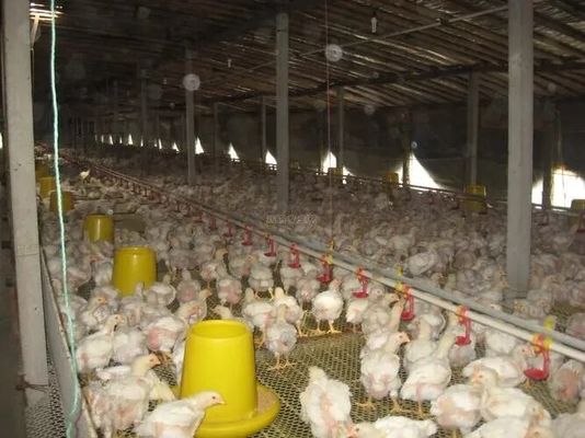 पेशेवर डिजाइन चिकन फार्म उपकरण घर पूर्वनिर्मित इस्पात भवन