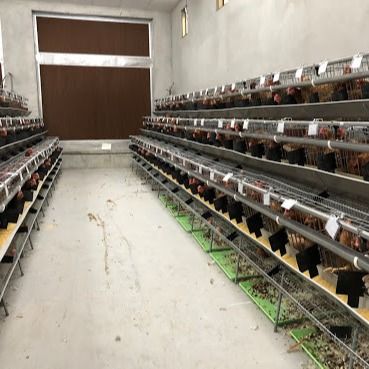 स्वचालित पेय / खाद हटाने की प्रणाली के साथ एक प्रकार के जस्ती स्टील चिकन पिंजरे